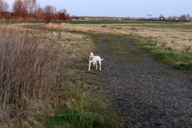 Jack Russell Terrier sonbahar parkında koşuyor. Seçici odak.