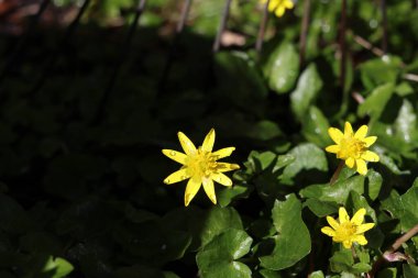 Caltha Palustris, genellikle düğün çiçeği ya da düğün çiçeği olarak bilinir.