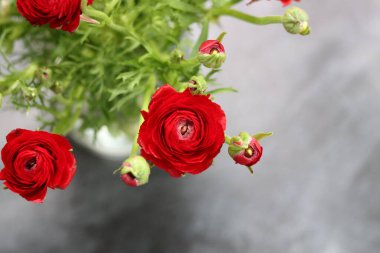 Bir vazoda kırmızı ranunculus (İran düğün çiçeği)