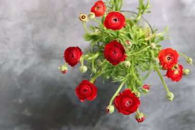 Bir vazoda kırmızı ranunculus (İran düğün çiçeği)