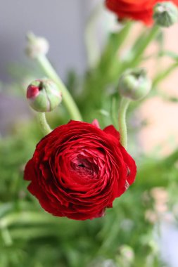 Bir vazoda kırmızı ranunculus (İran düğün çiçeği)