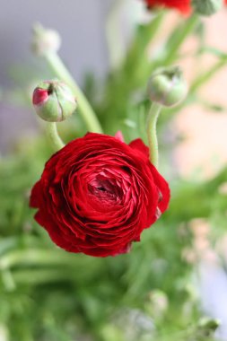 Bir vazoda kırmızı ranunculus (İran düğün çiçeği)