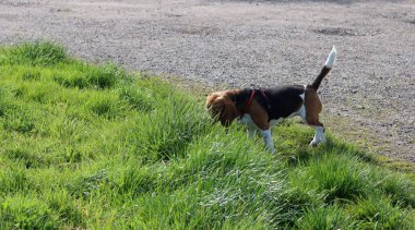Av köpeği parkta bir patikada yürüyor. Seçici odak.