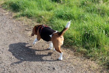 Yazın çayırda bir patikada av köpeği.