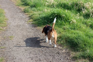 Yazın çayırda bir patikada av köpeği.