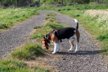 Yazın çayırda bir patikada av köpeği.