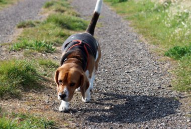 Yazın çayırda bir patikada av köpeği.