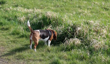 Yazın çayırda bir patikada av köpeği.