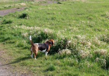 Yazın çayırda bir patikada av köpeği.