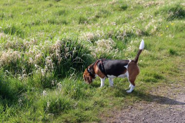 Yazın çayırda bir patikada av köpeği.