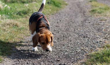 Yazın çayırda bir patikada av köpeği.
