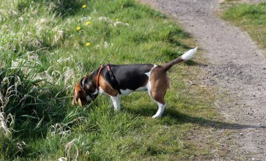 Yazın çayırda bir patikada av köpeği.