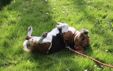 Av köpeği yazın bahçede çimlerin üzerinde yatar.