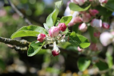Elma ağacının çiçek açan dalı, bir bahar günü, yakın plan.