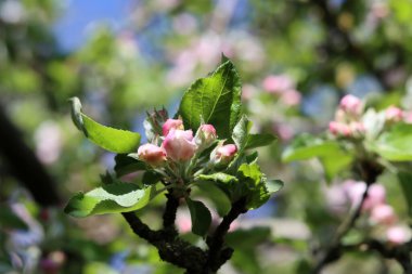 Elma ağacının çiçek açan dalı, bir bahar günü, yakın plan.