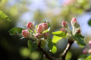 Elma ağacının çiçek açan dalı, bir bahar günü, yakın plan.