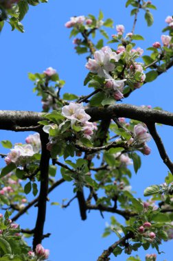 Elma ağacının çiçek açan dalı, bir bahar günü, yakın plan.