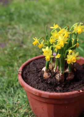 Yeşil çimenlerdeki kil çömlekte Narcissus çiçekleri