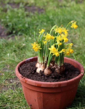 Yeşil çimenlerdeki kil çömlekte Narcissus çiçekleri