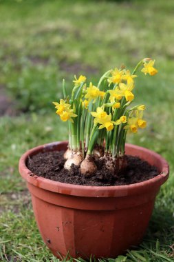 Yeşil çimenlerdeki kil çömlekte Narcissus çiçekleri
