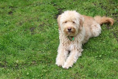 Şirin Labradoodle köpeği bahçedeki çimlerin üzerinde oturuyor.