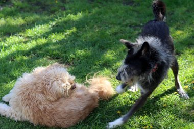 Bahçedeki çimlerin üzerinde Labradoodle 'la oynayan melez bir köpek. Sığ alan derinliği.                                                                                                                                       
