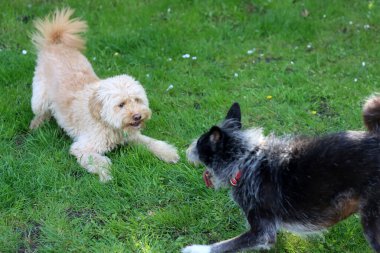Bahçedeki çimlerin üzerinde Labradoodle 'la oynayan melez bir köpek. Sığ alan derinliği.                                                                                                                                       