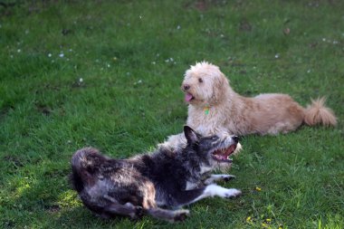 Bahçedeki çimlerin üzerinde Labradoodle 'la oynayan melez bir köpek. Sığ alan derinliği.                                                                                                                                       