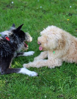 Güneşli bir yaz gününde bahçede birlikte oynayan iki köpek..