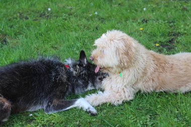 Bahçedeki çimlerin üzerinde Labradoodle 'la oynayan melez bir köpek. Sığ alan derinliği.                                                                                                                                       
