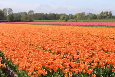 Güneşli bir günde Hollanda 'da bir tarım alanında laleler