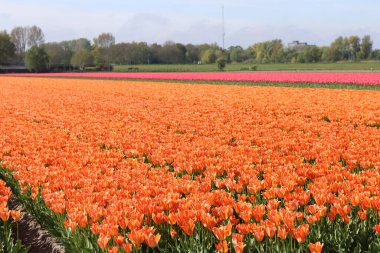 Güneşli bir günde Hollanda 'da bir tarım alanında laleler