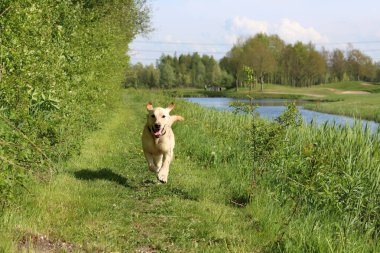 Güneşli bir yaz gününde parkta Golden Retriever köpeği