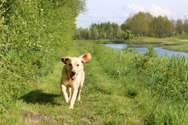 Güneşli bir yaz gününde parkta Golden Retriever köpeği