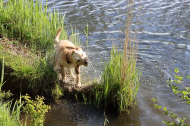 Golden Retriever yaz günü nehirde. Köpek suda oynuyor..