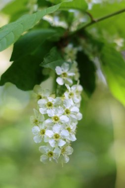 İlkbaharda kuş kirazının (Prunus padus) beyaz çiçekleri