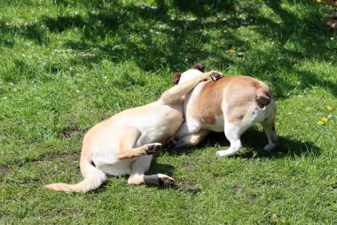 Parktaki çimlerde oynayan iki köpek. Kapat..