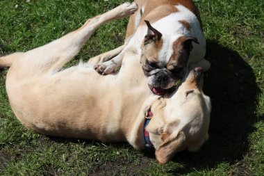 Parktaki çimlerde oynayan iki köpek. Kapat..