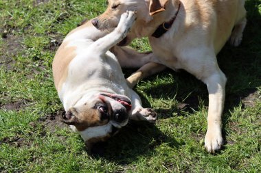Güneşli bir yaz gününde bahçede birlikte oynayan iki köpek..
