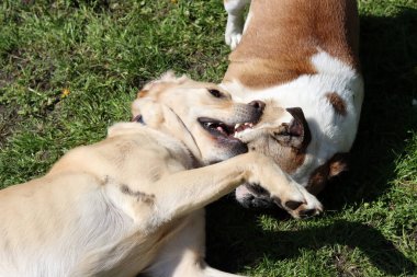 Parktaki çimlerde oynayan iki köpek. Kapat..