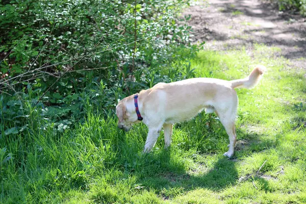 Güneşli bir yaz gününde parkta Golden Retriever köpeği