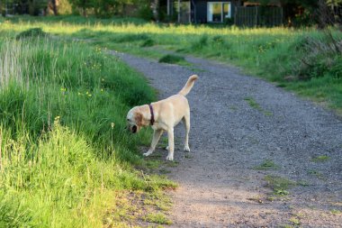 Labrador av köpeği yazın yeşil bir çayırda koşuyor. Labrador Retriever karahindiba ile bir kır yolunda koşuyor.