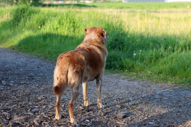 Kırsal kesimde bir yolun kenarında duran bir köpek.