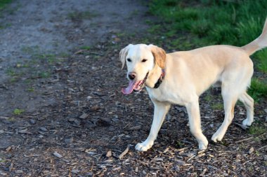 Labrador Retriever köpeği kırsal bir yolda yürüyor.