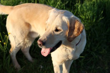 Sarı çiçekli yeşil bir çayırda Labrador Retriever