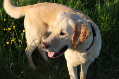 Sarı çiçekli yeşil bir çayırda Labrador Retriever