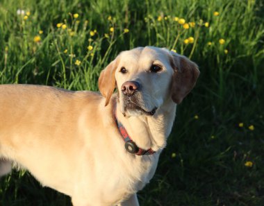 Sarı çiçekli yeşil bir çayırda Labrador Retriever