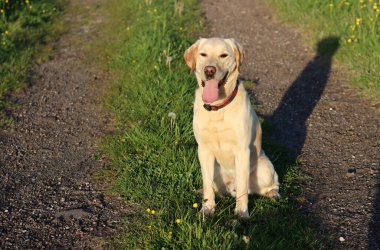 Sarı çiçekli yeşil bir çayırda Labrador Retriever