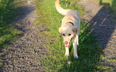 Labrador Retriever köpeği kırsal bir yolda yürüyor.