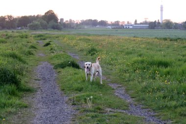 Sarı çiçekli yeşil bir çayırda Labrador Retriever